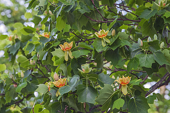 Tulip Poplar, Chestnut Hill Nursery HD wallpaper