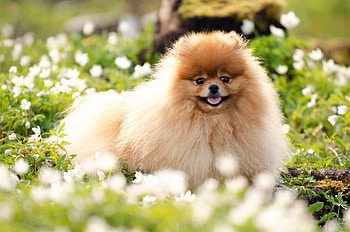Cute and fluffy, dog, pet grass, animals, cute, funny, adorable HD wallpaper