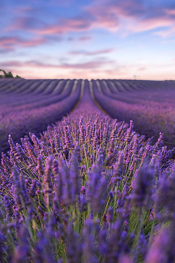 Lavender fields, Provence beauty, Field , Nature's charm HD phone wallpaper