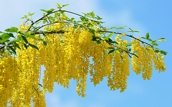 Acacia Tree, Yellow beauty, Nature's tranquility, Tree's grace HD wallpaper