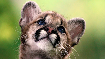 Florida panther, Baby Animal HD wallpaper
