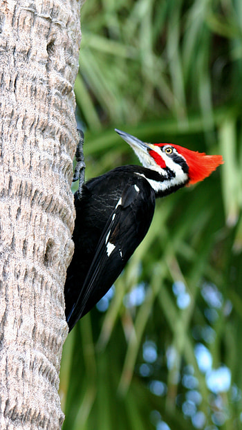 Woodpecker, Black HD phone wallpaper