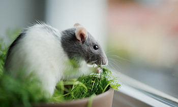 Various rat breeds, Rodent diversity, Whiskered mammals, Rat world HD wallpaper