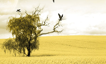 Tree, Nature, Artistic, Bird HD wallpaper