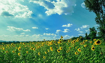 A beautiful sunflower field basking under a clear blue sky with scattered clouds. HD wallpaper