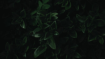 Green leaves, Dark portrait, Close up, Nature HD wallpaper