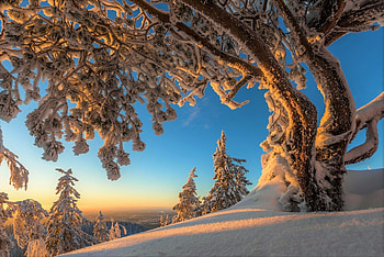 Snowy Mountain Trees in Winter, Winter, Snow, Trees, Nature, Mountains, Sunrises HD wallpaper