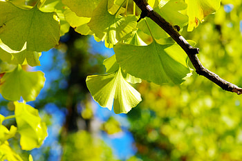 Ginkgo Biloba, Memory booster, Herbal tea recipe, Cognitive support HD wallpaper