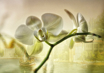 I chant the prayer, orchid, white, art, flower HD wallpaper