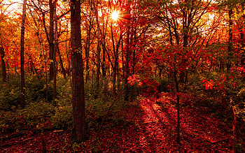 Quarry Park and Nature Preserve, Minnesota, leaves, fall, trees, colors, sun, usa HD wallpaper