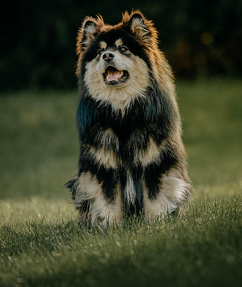 Funny, Animals, Dog, Protruding Tongue, Tongue Stuck Out, Finnish Lapphund HD phone wallpaper