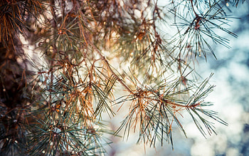 Nature, Pine, Branches, Thorns, Prickles HD wallpaper