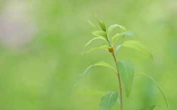 Nature, Leaves, Plant, Macro, Greens, Insect, Stem, Stalk, Bug, Beetle HD wallpaper