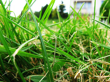 Just Grass, grass, macro, makro HD wallpaper
