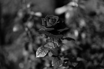 Flowers, Rose Flower, Rose, Bud, Blur, Smooth, Bw, Chb, Stem, Stalk HD wallpaper