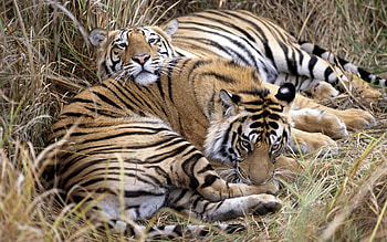 Animals, Grass, Tigers, Couple, Pair, To Lie Down, Lie, Care HD wallpaper