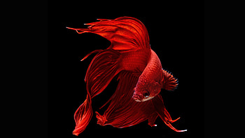 Dark background fish aquarium, Betta and koi fish, Elegance in captivity, Aquatic beauty HD wallpaper