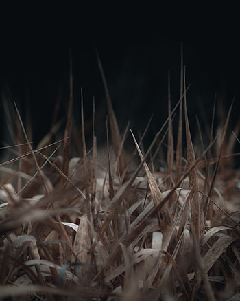Grass, Macro, Brown, Dry HD phone wallpaper
