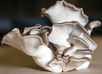 Oyster mushrooms, Fungus farming, MFA oil initiative, Sustainable agriculture HD wallpaper