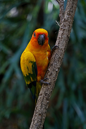 Animals, Parrots, Bird, Multicolored, Motley, Branch, Aratinga, Parakeet HD phone wallpaper