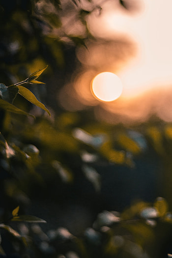 Sunset, Macro, Glare, Shine, Light, Blur, Smooth, Bokeh, Boquet HD phone wallpaper