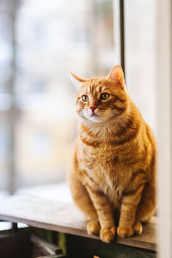 A cute ginger tabby cat sits on a windowsill, basking in soft indoor light. HD phone wallpaper
