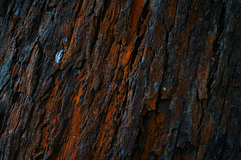 Wood, Tree, Texture, Textures, Surface, Relief, Moss, Ribbed, Bark HD wallpaper