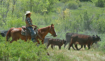 Working Cowgirl, horse, cowgirl, saddle, chaps, bushes, trees, cattle, hat HD wallpaper