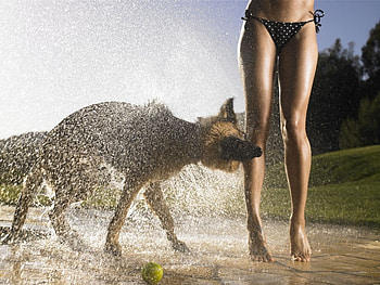 Shake and Bake, dog, girl, shake, water HD wallpaper