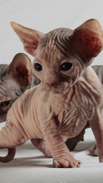 Sphynx Cat, Unique , High definition, Mesmerizing breed HD phone wallpaper
