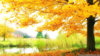: In heavenly moment autumn trees . Resolution: | | . Res: | | HD wallpaper