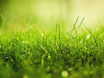 Plants, Grass HD wallpaper