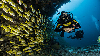 School of sea fish, Scuba Diving HD wallpaper