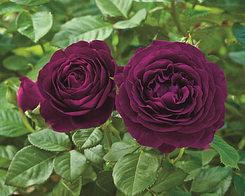 ROSES, PETALS, LEAVES, NATURE, STEMS HD wallpaper