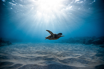 Turtle , turtle, animals, underwater HD wallpaper