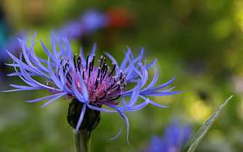 Plants, Flowers HD wallpaper