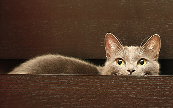 Animals, Sit, Cat, Hide HD wallpaper