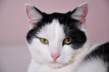 Animals, Cat, Muzzle, Spotty, Spotted HD wallpaper