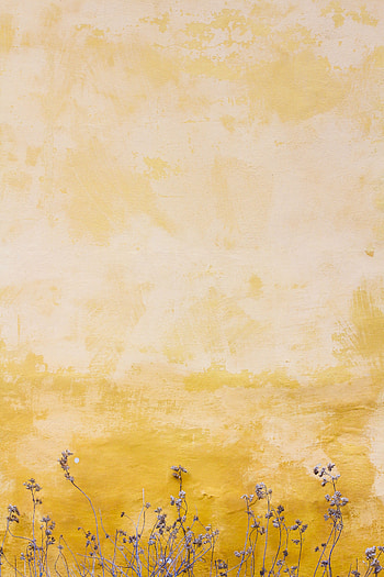 Stains, Plants, Texture, Textures, Wall, Spots HD phone wallpaper