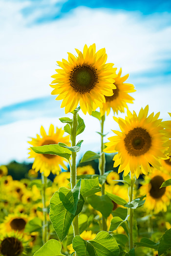 Flowers, Petals, Field, Sunflower HD phone wallpaper
