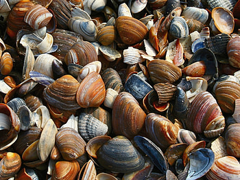 Background, Shells HD wallpaper