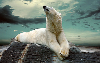 magnificence, Arctic brilliance, Breathtaking , Stunning visuals HD wallpaper