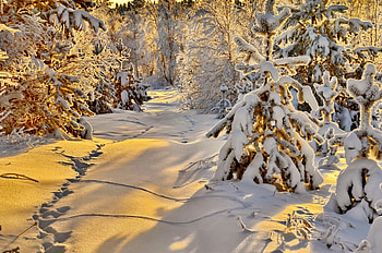 Golden winter, winter, covered, frost, path, landscape, beautiful, gold, snow, trees, sun, forest HD wallpaper