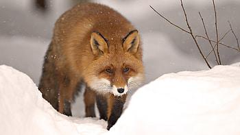 Animals, Fox HD wallpaper
