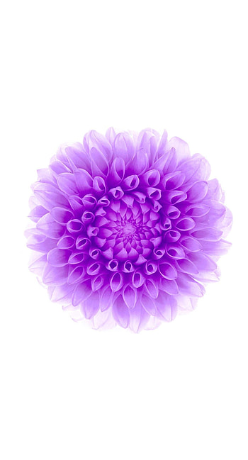 flowerpurplewhite. 6s Plus / 6 Plus HD phone wallpaper