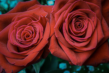 Flowers, Rose Flower, Rose, Petals, Bud HD wallpaper