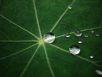 Macro, Sheet, Leaf, Form, Drop, Dew HD wallpaper
