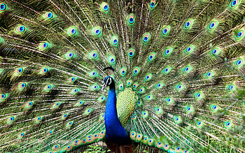 Peacock, animal, feathers, bird HD wallpaper
