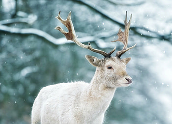Deer, winter, blue, animal, white, max ellis, horns, snow HD wallpaper