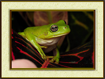FRAMED FROGS, FROG, NATURE, FRAMED HD wallpaper